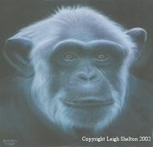 Chimpanzee & Orangutan by Leigh Shelton