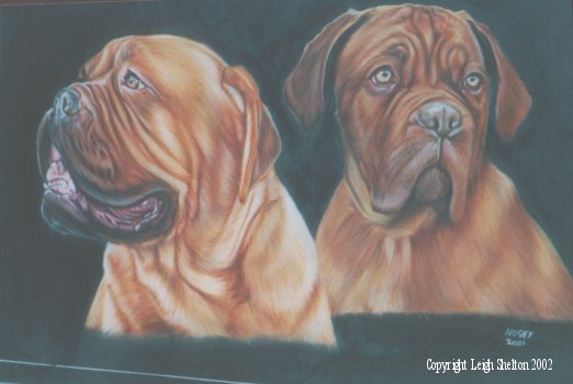 French Mastiff
