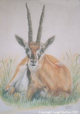 gazelle.jpg