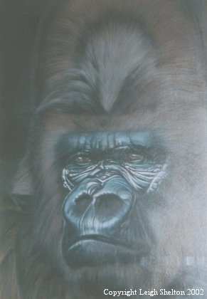 Gorilla