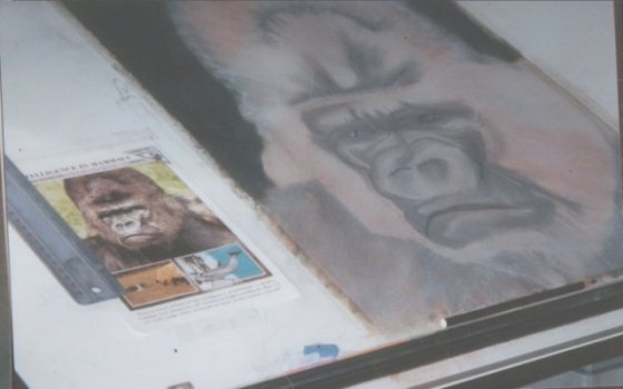 Gorilla