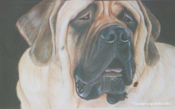 Mastiff