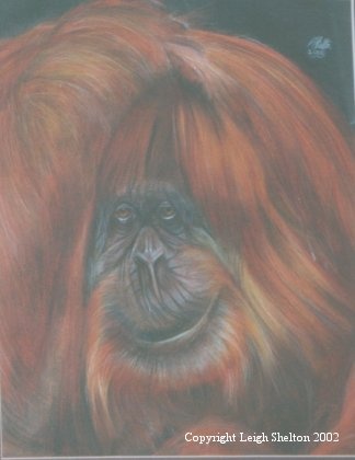 Orangutan