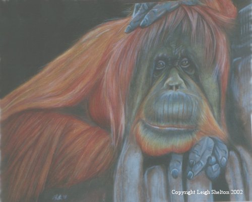 Orangutan 2