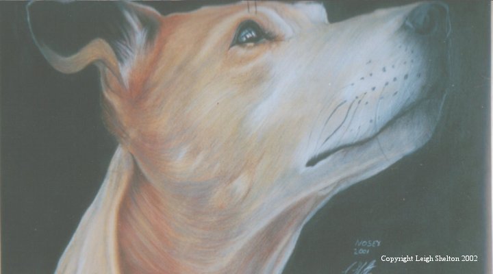 Tan Dog