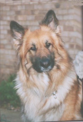 Zak - German Shepherd