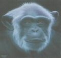 Chimpanzee
