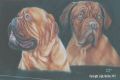 French Mastiff