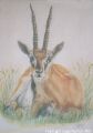 Thompsons Gazelle