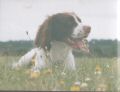 Springer Spaniel - original photo