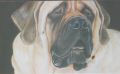 Mastiff