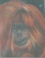 Orangutan 1