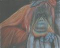 Orangutan 2