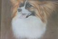Papillon