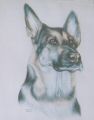 German Shepherd