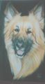 german Shepherd - Zak photo