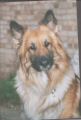 German Shepherd - Zak, original photo
